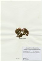 藏品(海木耳)的圖片